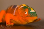 Day 59 - Toy Lizard