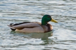 Day 64 - Mallard Duck