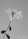 Day 68 - Chrysanthemum